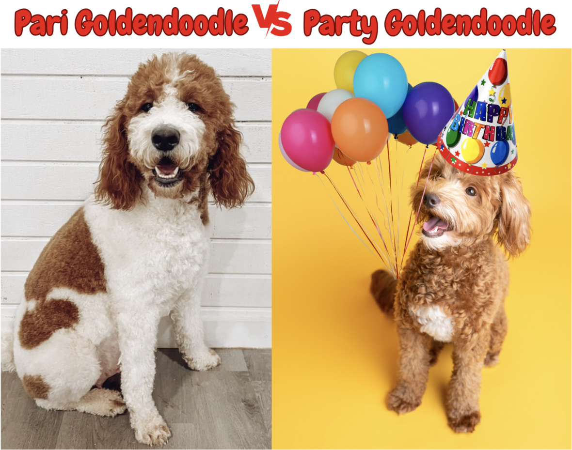 parti goldendoodle vs party goldendoodle