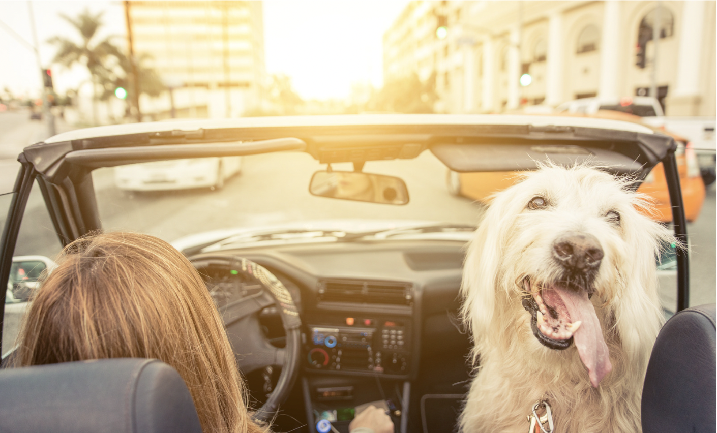Rev Up Your Pup's Personality with 140 Car Names for Dogs Rocky Kanaka