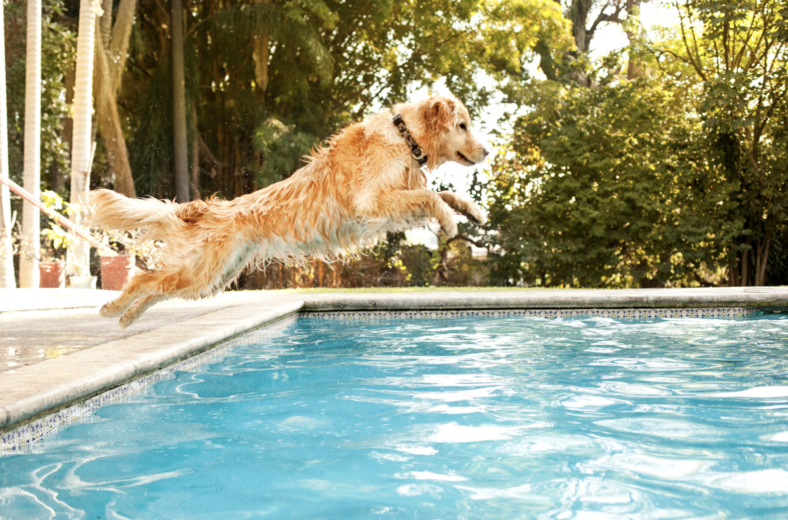 dive-into-the-depths-discover-75-perfect-water-dog-names-rocky-kanaka