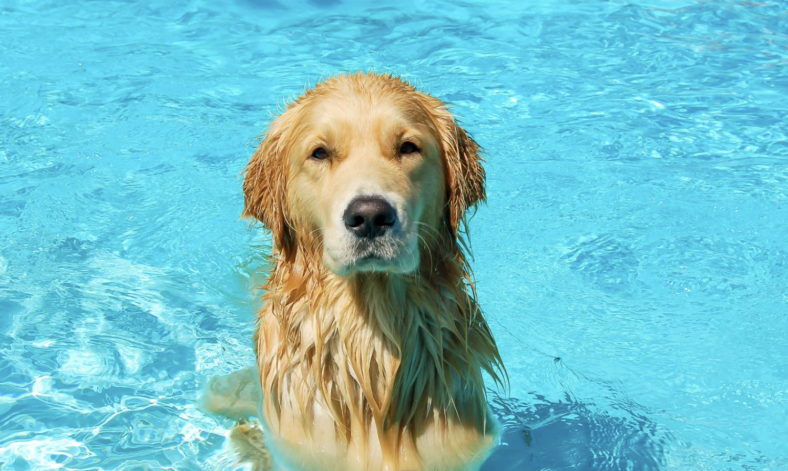 dive-into-the-depths-discover-75-perfect-water-dog-names-rocky-kanaka