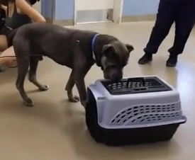 dog sniffs cat in crate to see if dog is cat aggressive. Cat test