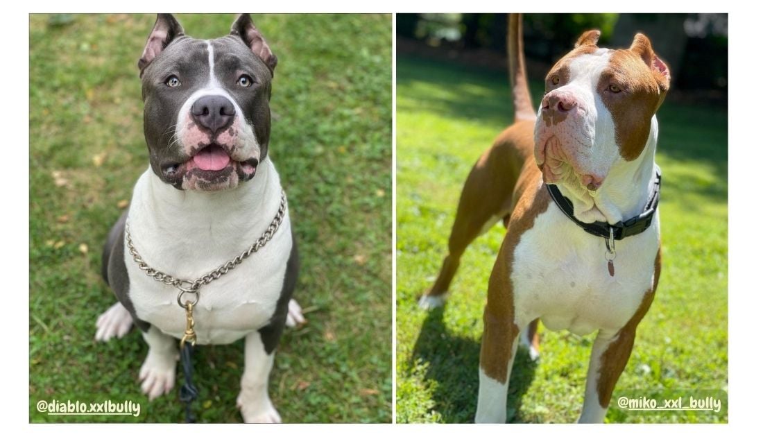 Negro Diablo Miniature Bull Terriers