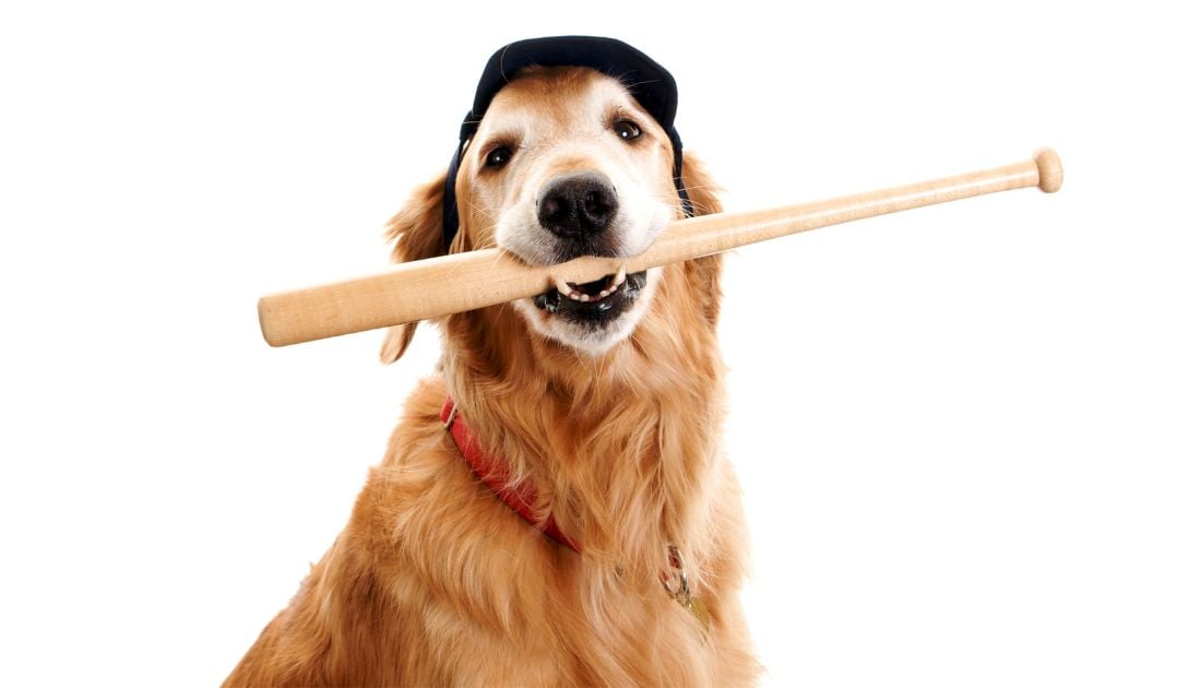 Baseball Dog Names: dog with baseball bat in mouth