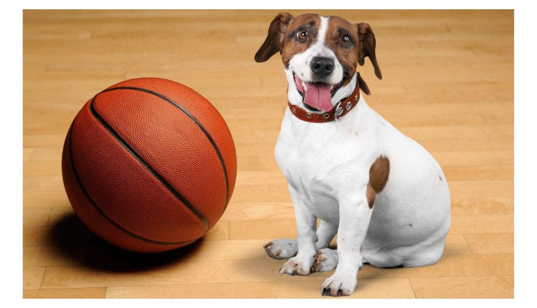sporty dog names for boys. Dog with basketball
