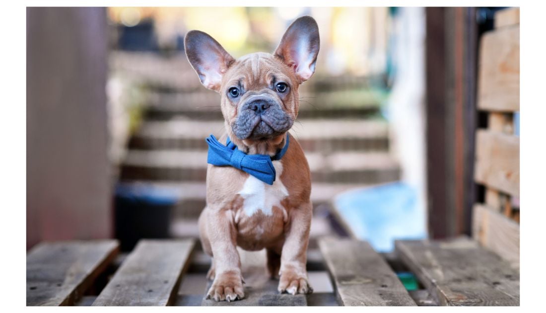 blue fawn frenchie