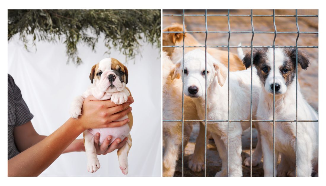 Debate Between Dog Breeders and Adoption Advocates