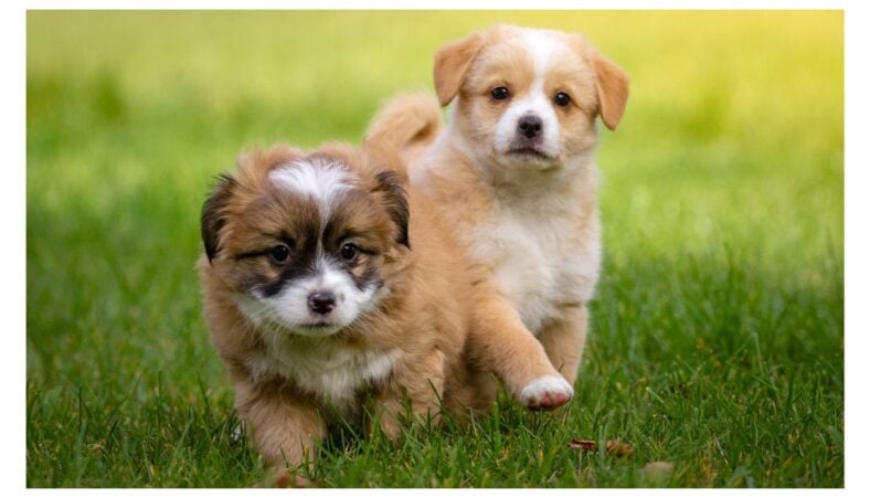 perfect-pairs-discover-the-best-couple-names-for-your-pets-rocky-kanaka