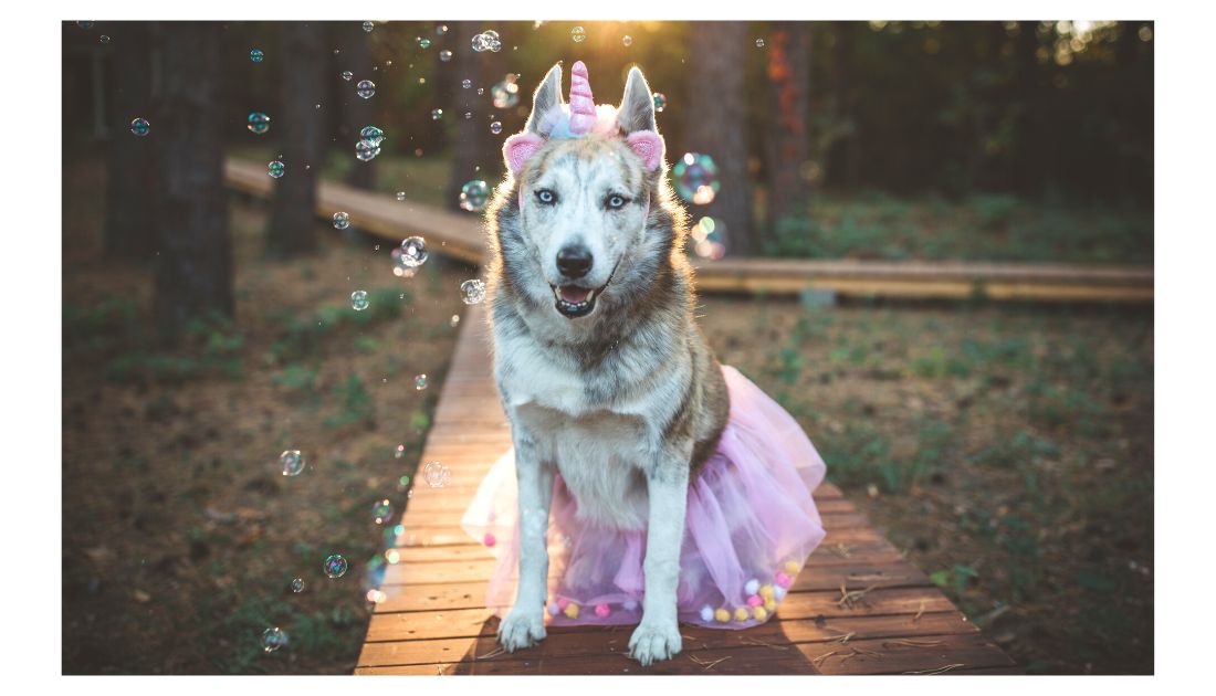 120 Disney Dog Names Perfect For Every Breed Rocky Kanaka