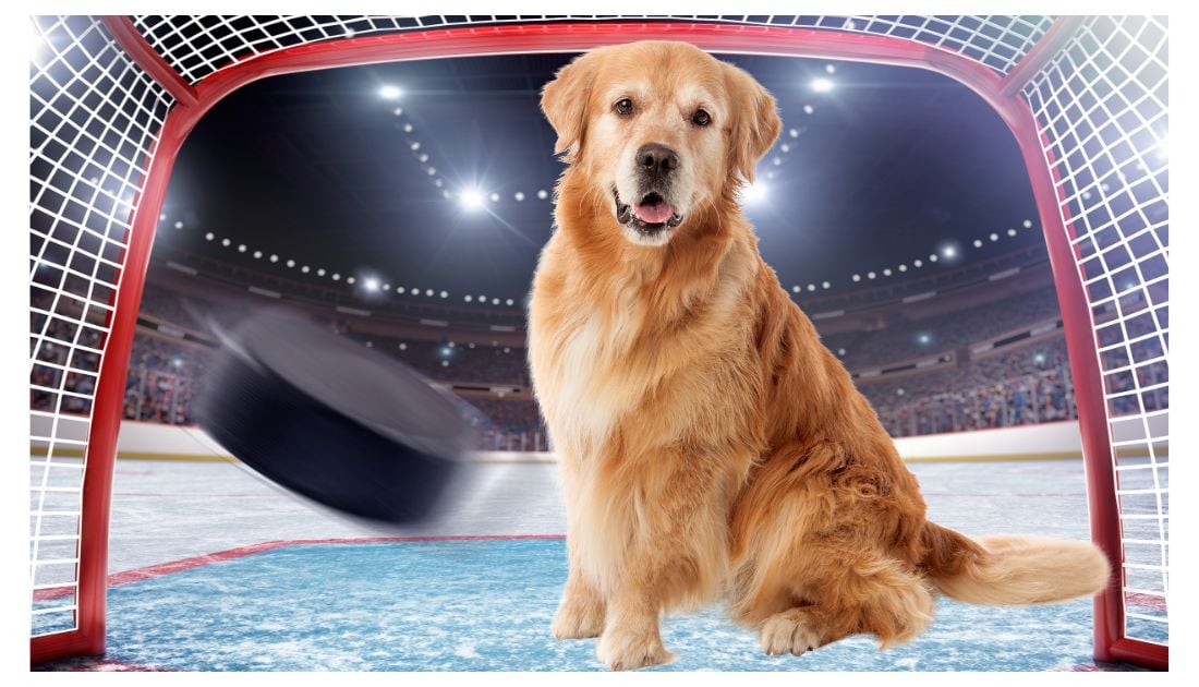 Hockey dog names: dog sitting in a hockey field