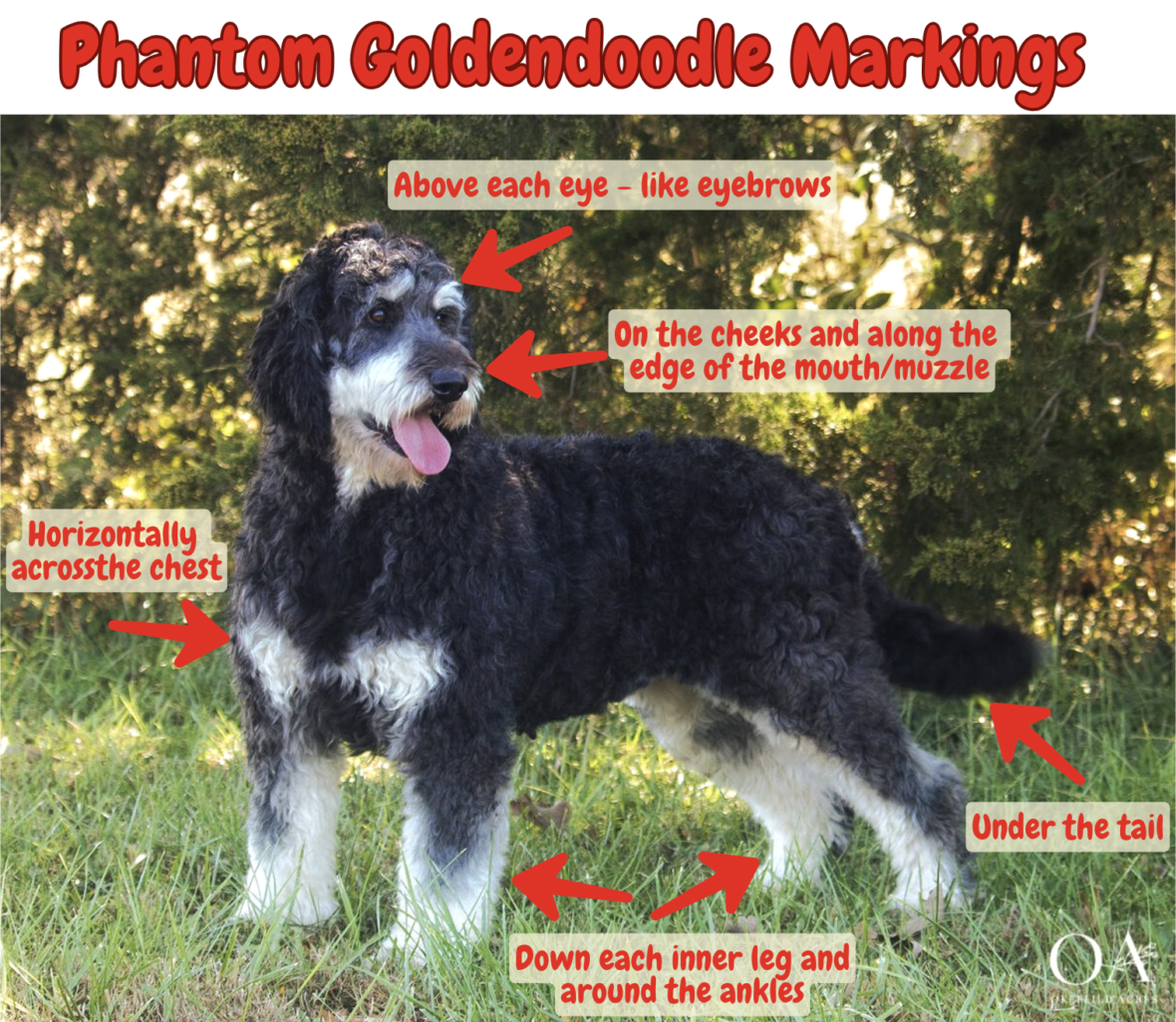 phantom goldendoodle markings