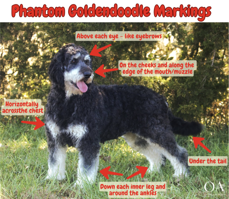Phantom Goldendoodles Captivating Patterns and Playful Personalities Rocky Kanaka