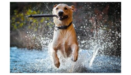 Power Play Pups: 101 Hockey Dog Names for Your Ice-loving Companion - Rocky  Kanaka