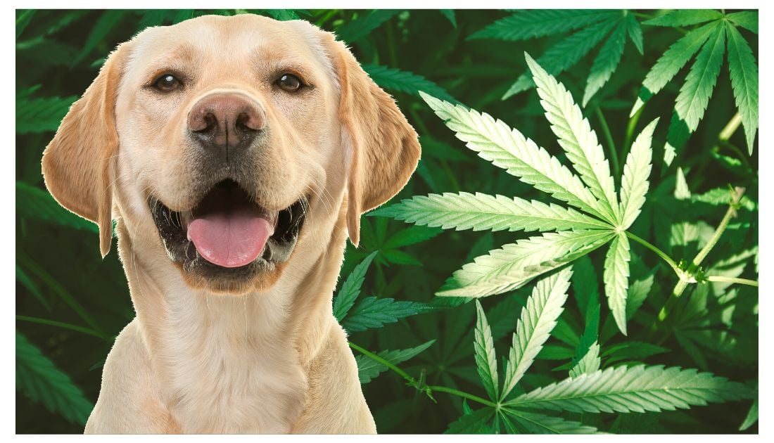 Weed Related Dog Names
