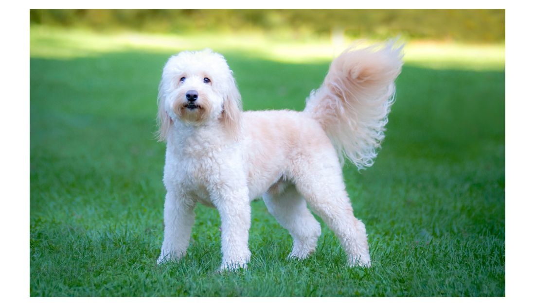 White 2024 f1b goldendoodle