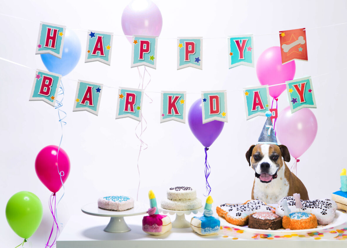 Dog's Half Birthday