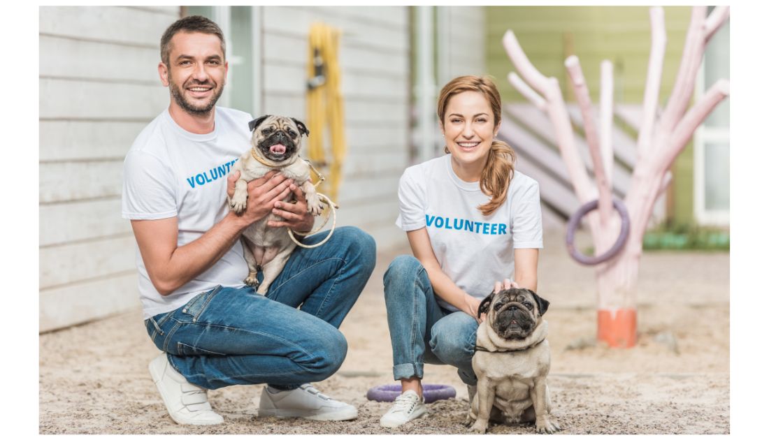 Animal Shelter Jobs - Volunteer