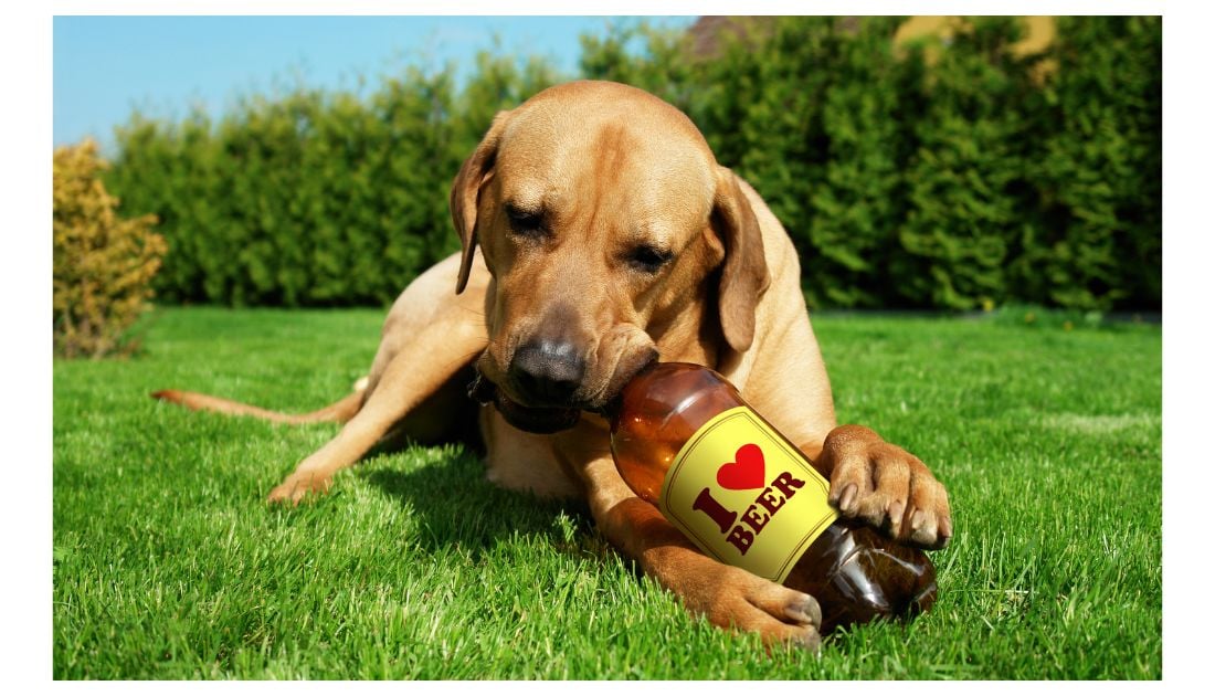 Beer Names for Dogs