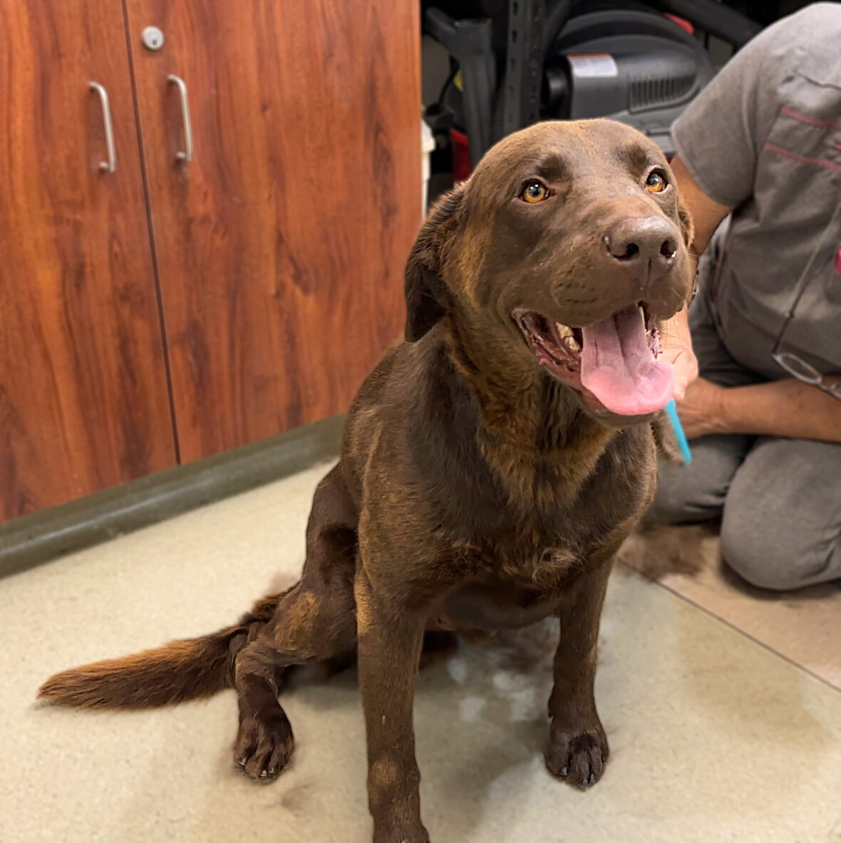 Sitting With Dogs: This Chocolate Lab Was Neglected For YEARS, Then This Happened