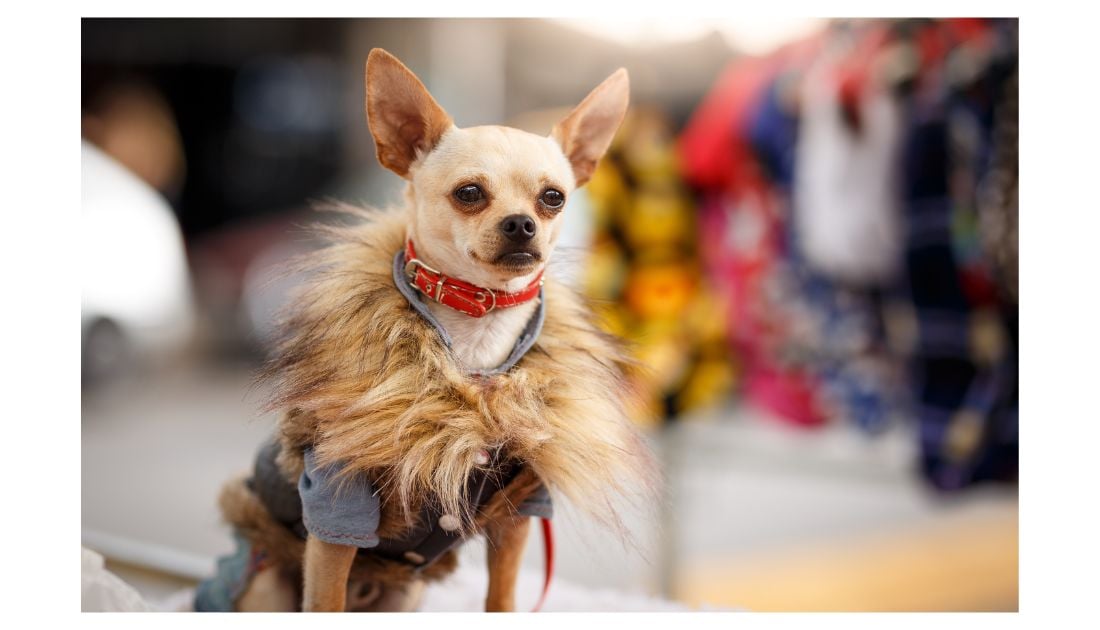 Haute Dogs: The Latest Designer Canine Fashion from Ralph Lauren, Burberry  and More