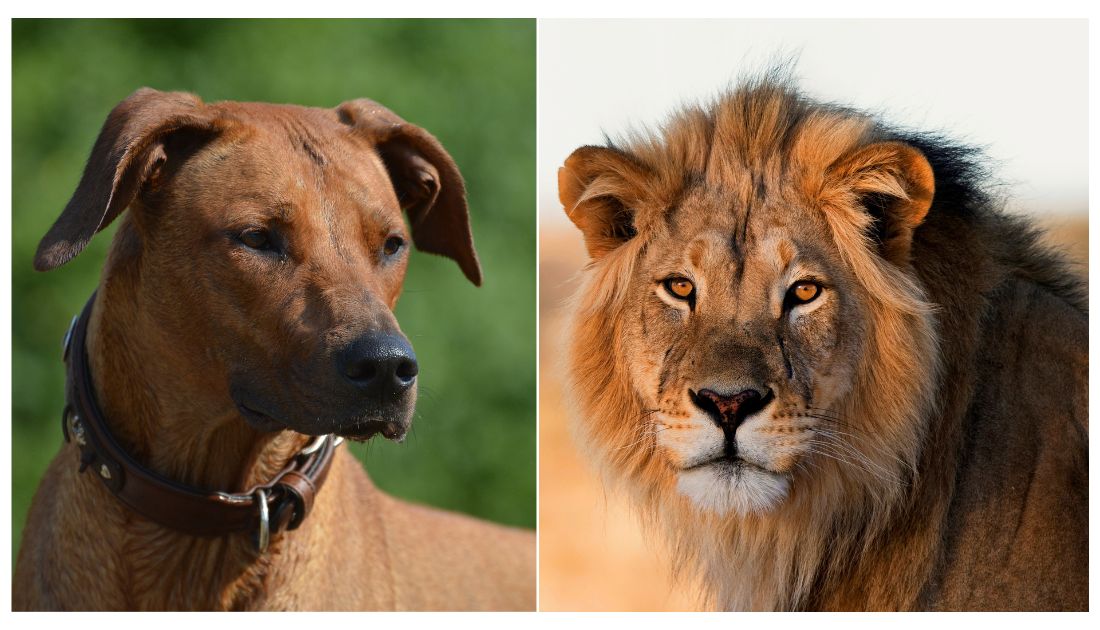 the Dogs That Hunted Lions in Africa