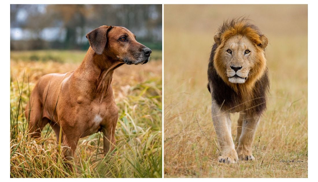 Dogs That Hunted Lions in Africa