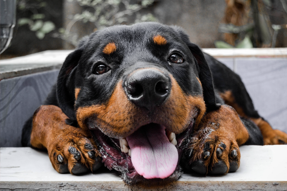 Raw Food Diet for Your Rottweiler