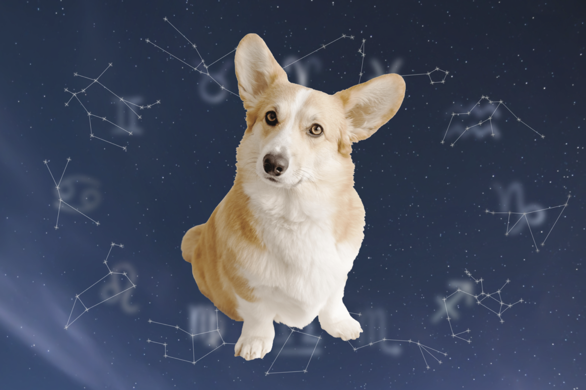 Astrology Names for Dogs