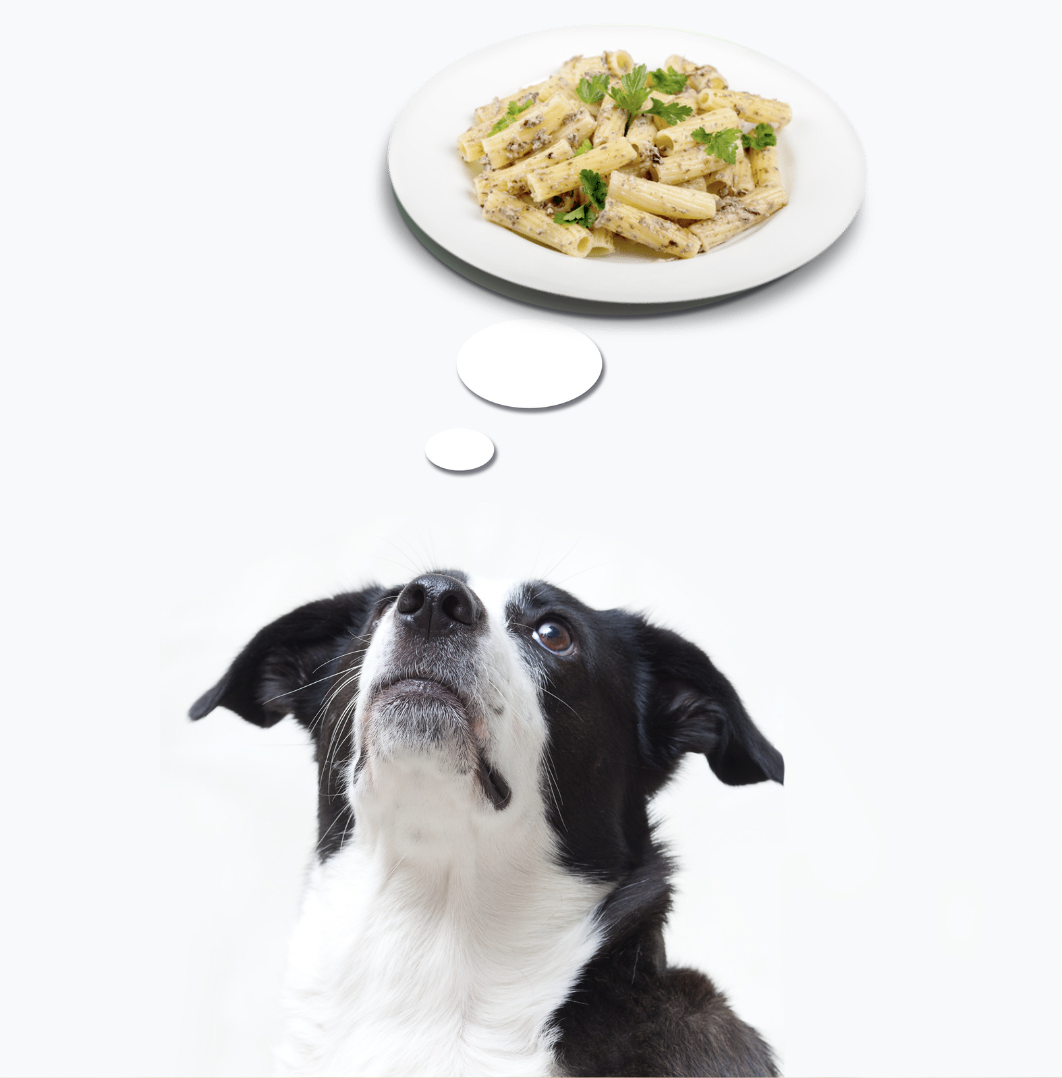 Food Names For Dogs