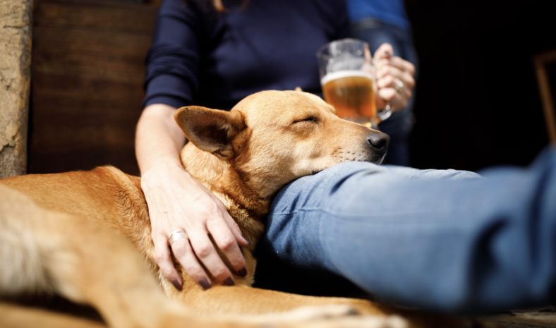 craft-beer-inspired-dog-names-the-ulitmate-list-dog-names-dog-beer