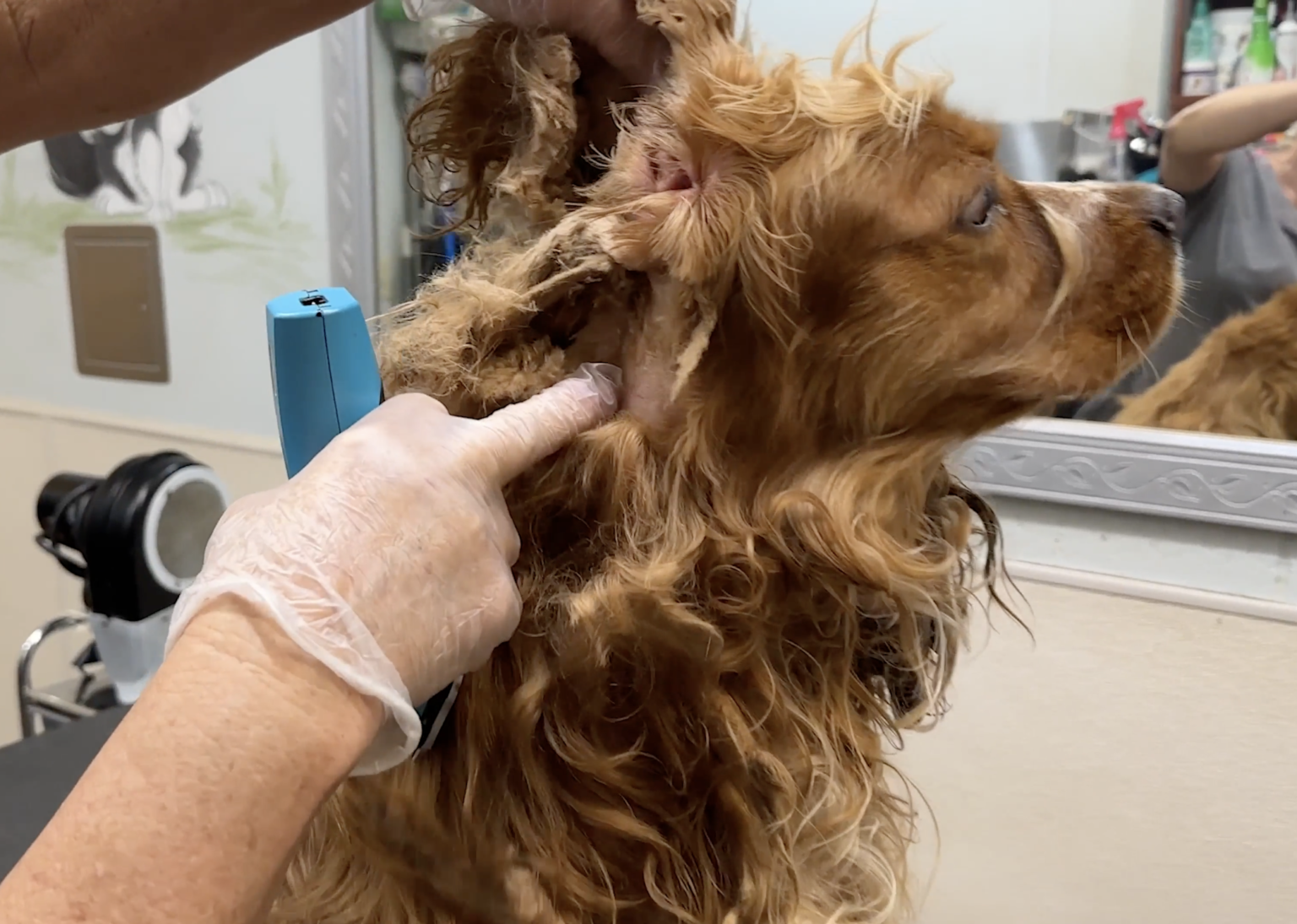 Ted the Cocker Spaniel's Incredible Grooming Journey + How To Shave A