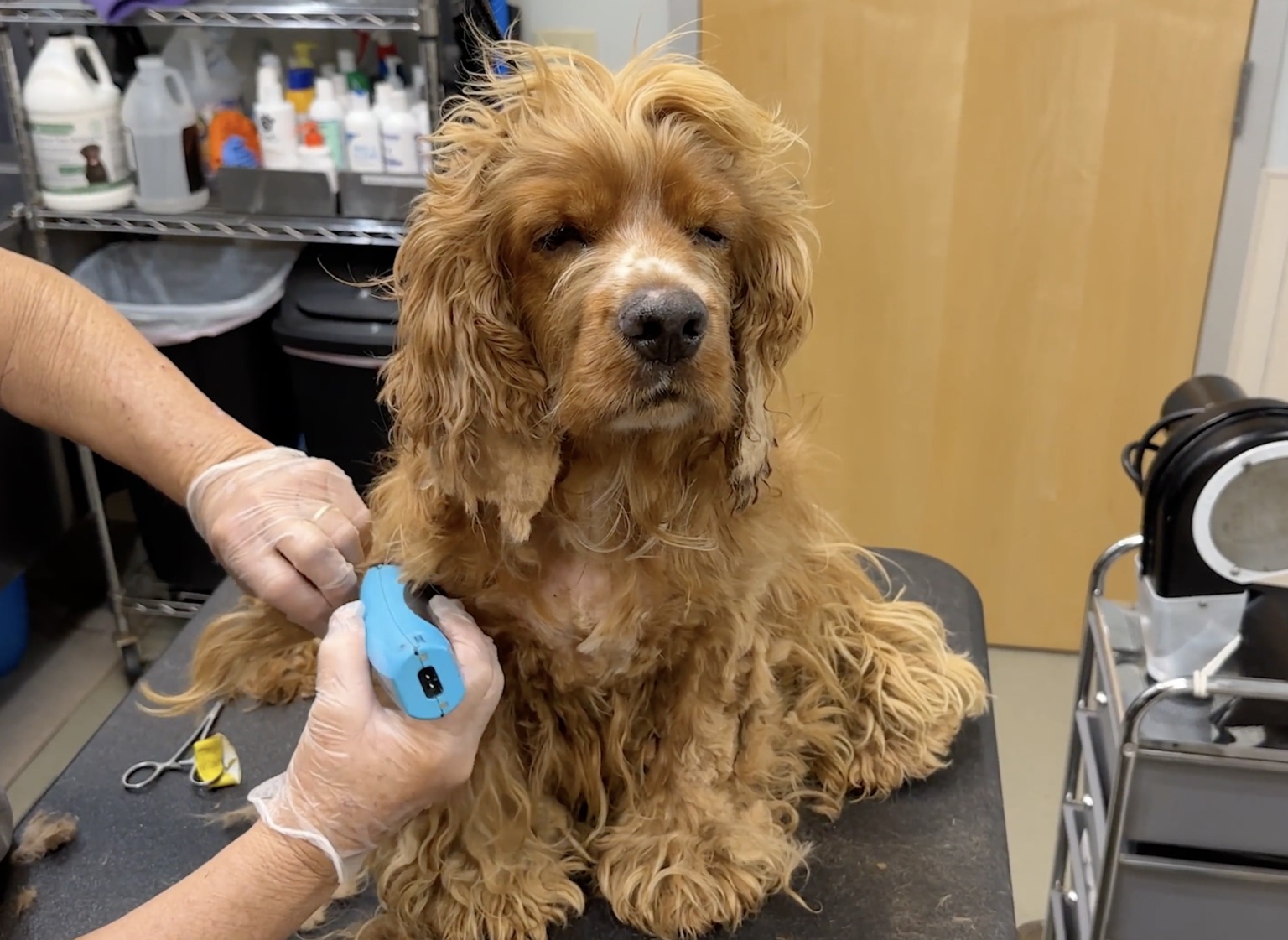 Ted the Cocker Spaniel's Incredible Grooming Journey + How To Shave A