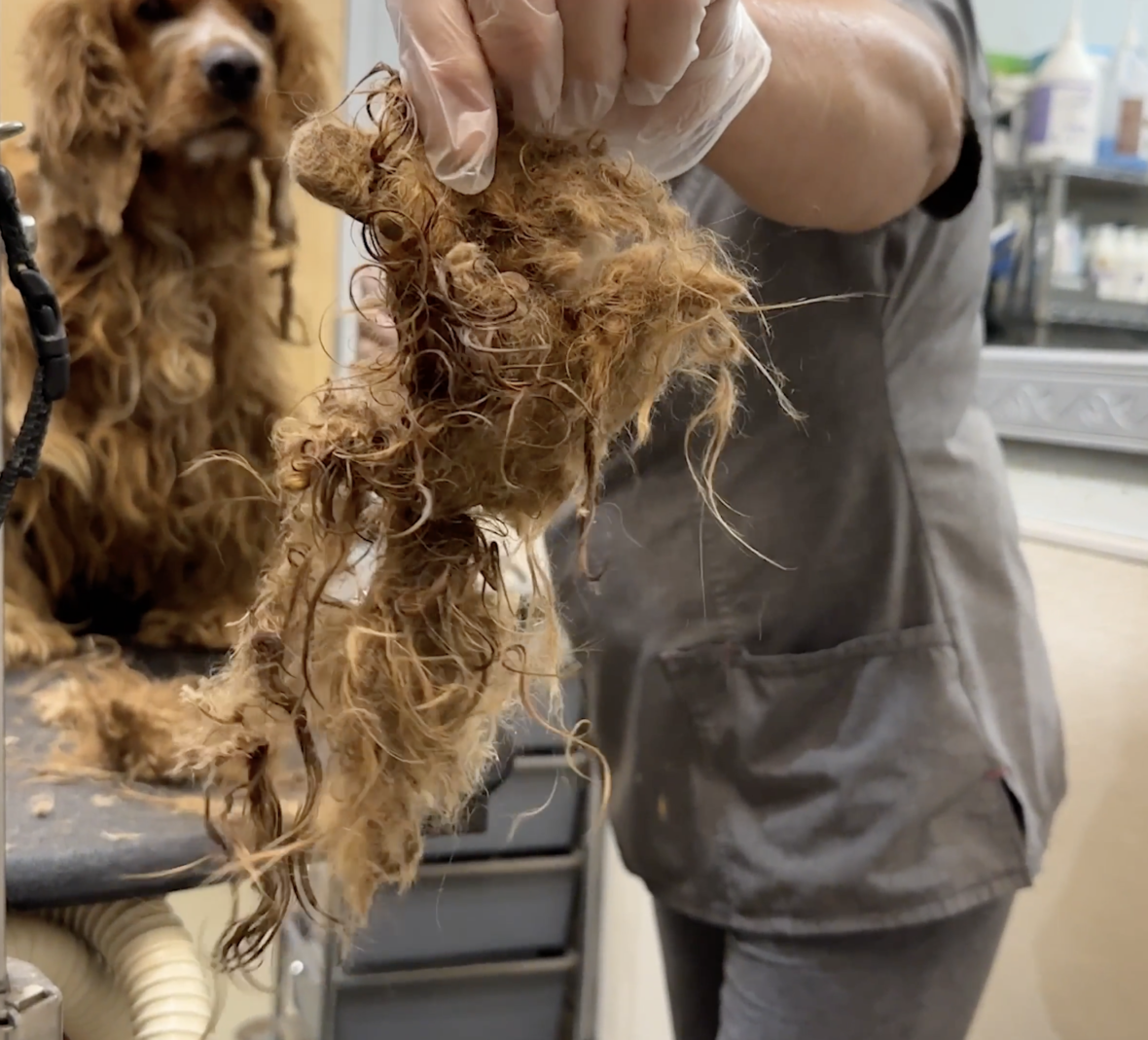 How To Shave A matted Dog