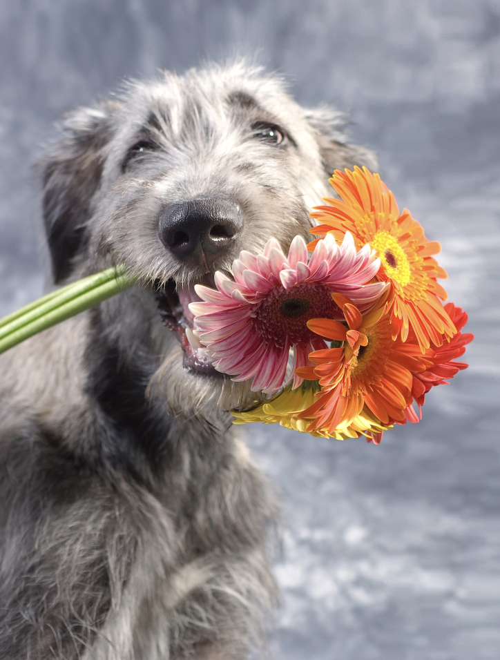 Flower Names For Dogs