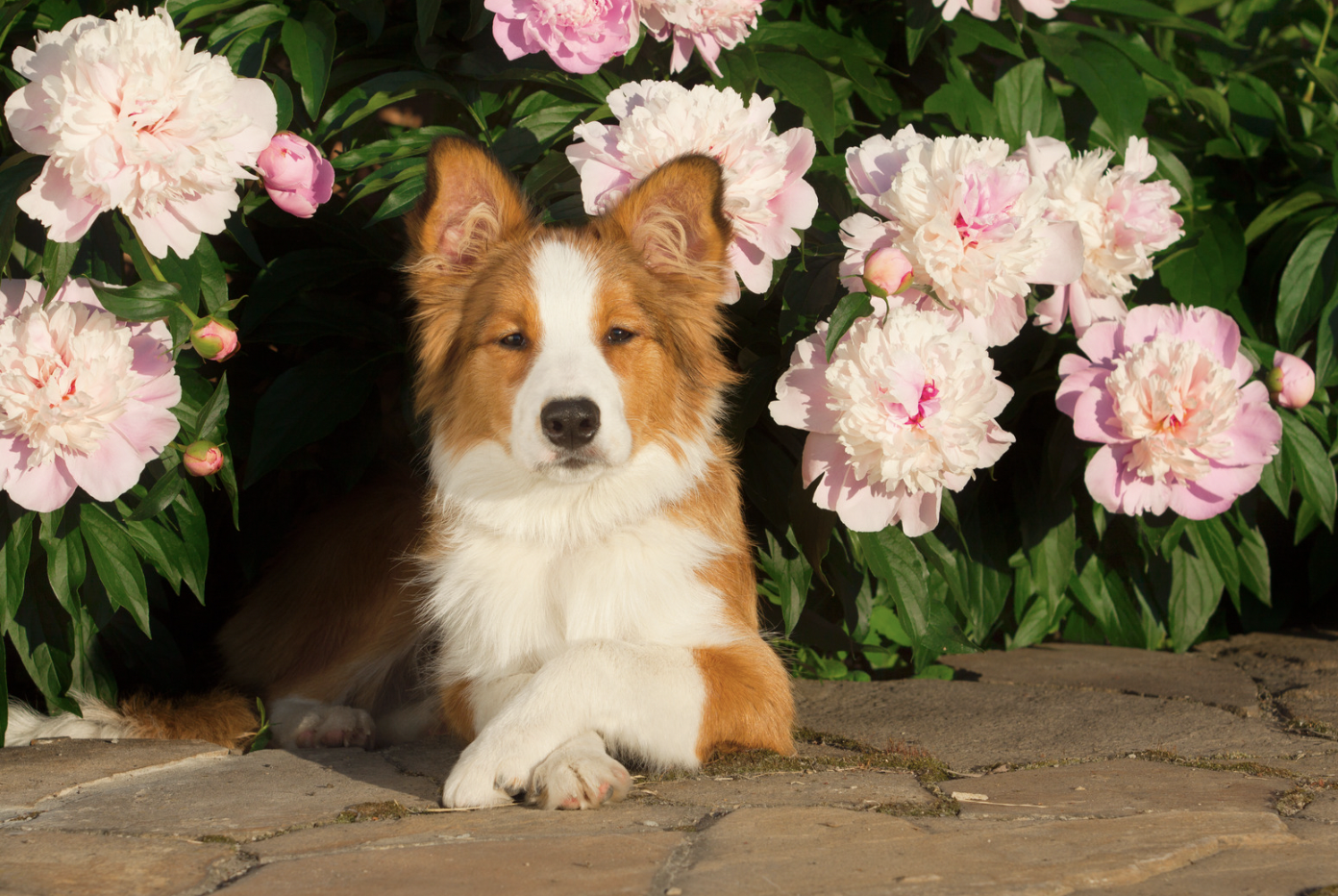 blooming-companions-80-flower-names-for-dogs-rocky-kanaka