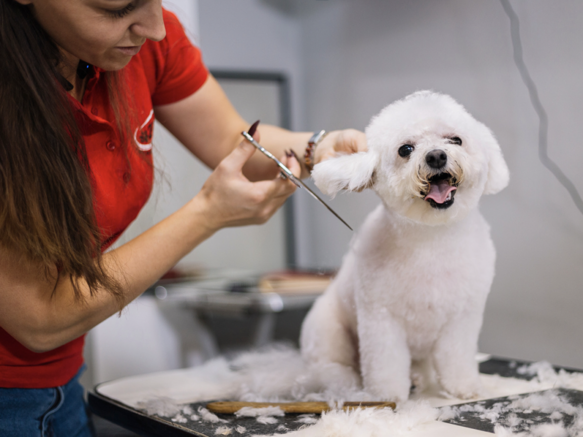 Animal Shelter Jobs  - grooming