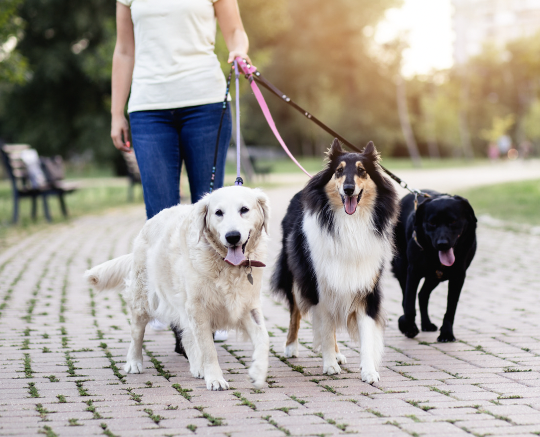 animal shelter jobs- dog walker