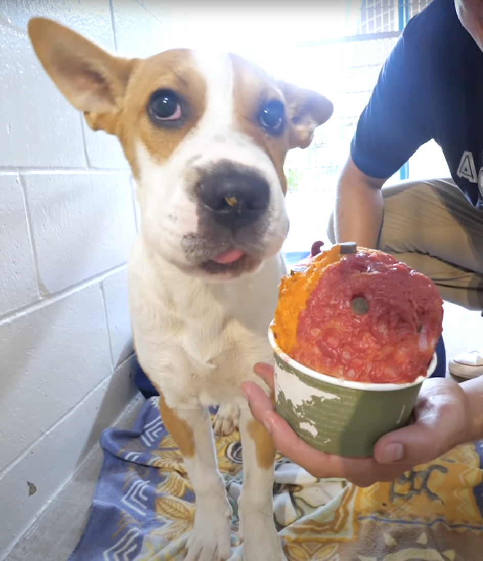 Shaved Ice for Shelter Dogs in Hawaii