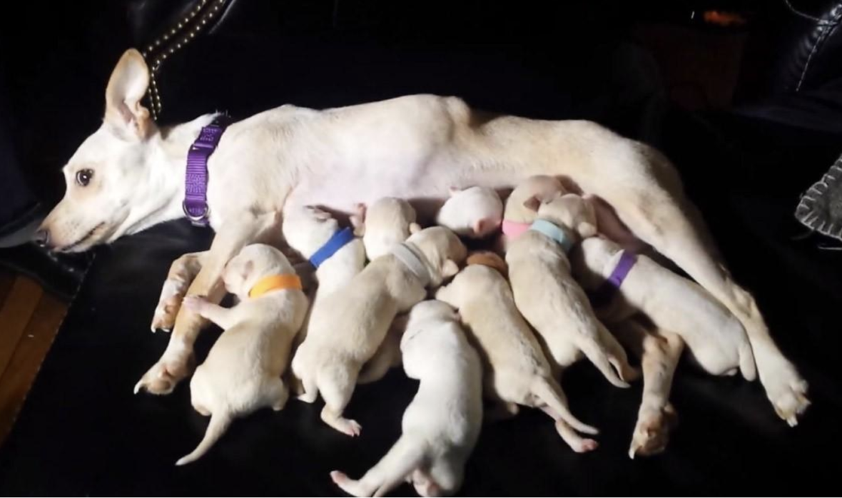 the World Record for Having the Most Puppies
