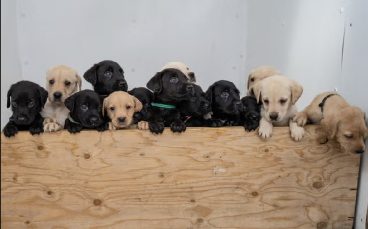 the World Record for Having the Most Puppies