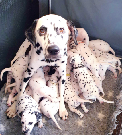 Meet Tia, The Mastiff Who Holds The World Record For Having The Most 