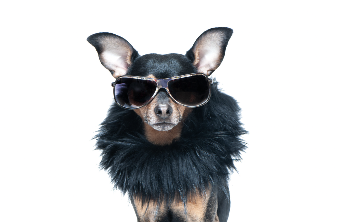 Fashion-Inspired Designer Dog Names