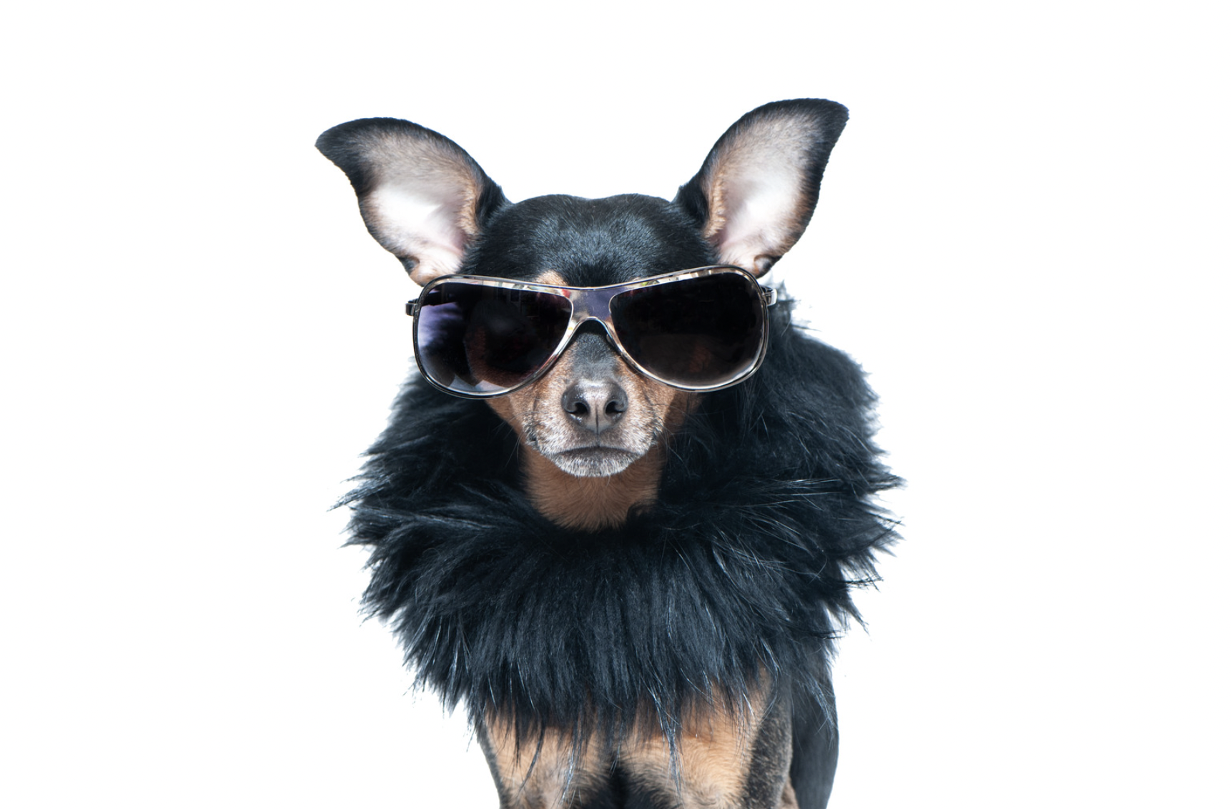 chic-canine-couture-200-fashion-inspired-designer-dog-names-rocky-kanaka