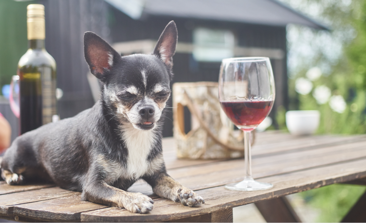 Wine Names For Dogs 