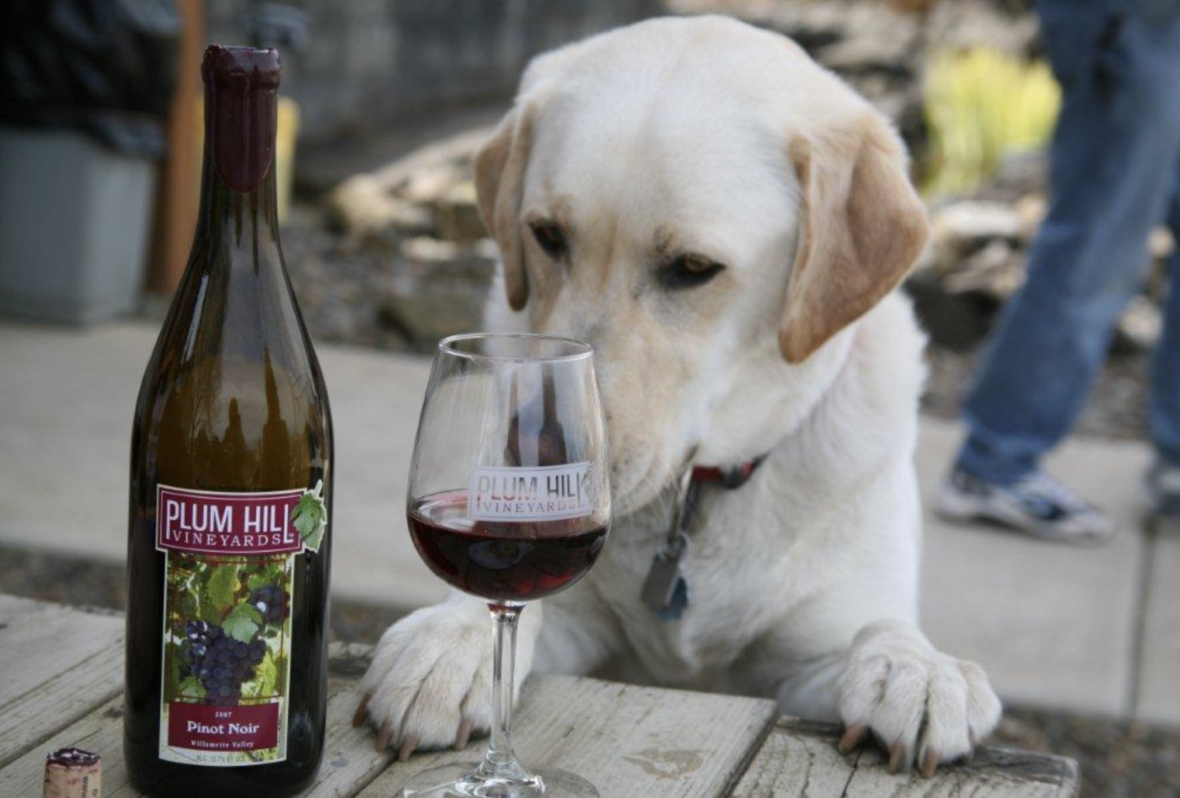 wine names for dogs