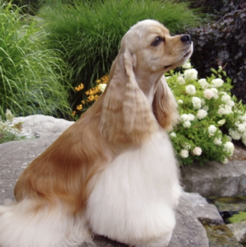 The Cocker Spaniel Haircut A Guide to Grooming & Styling [With Photos