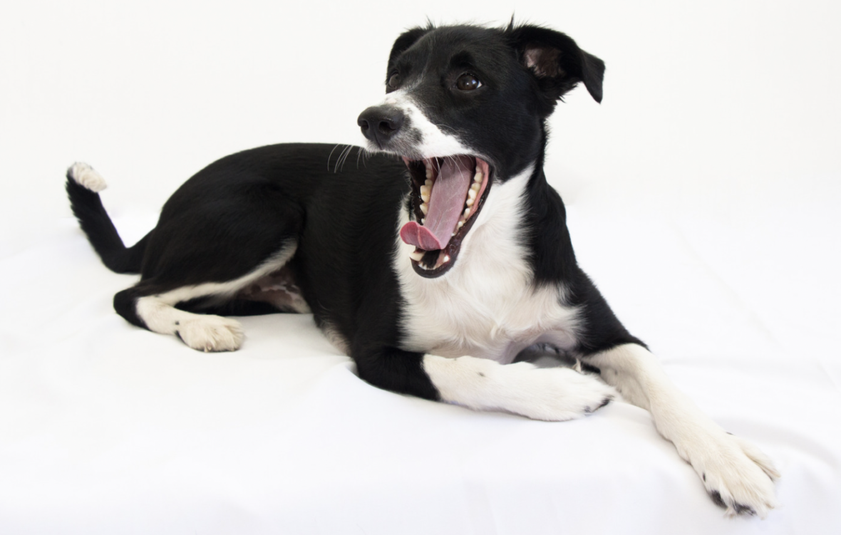 dog body language - How to Calm Your Reactive Dog