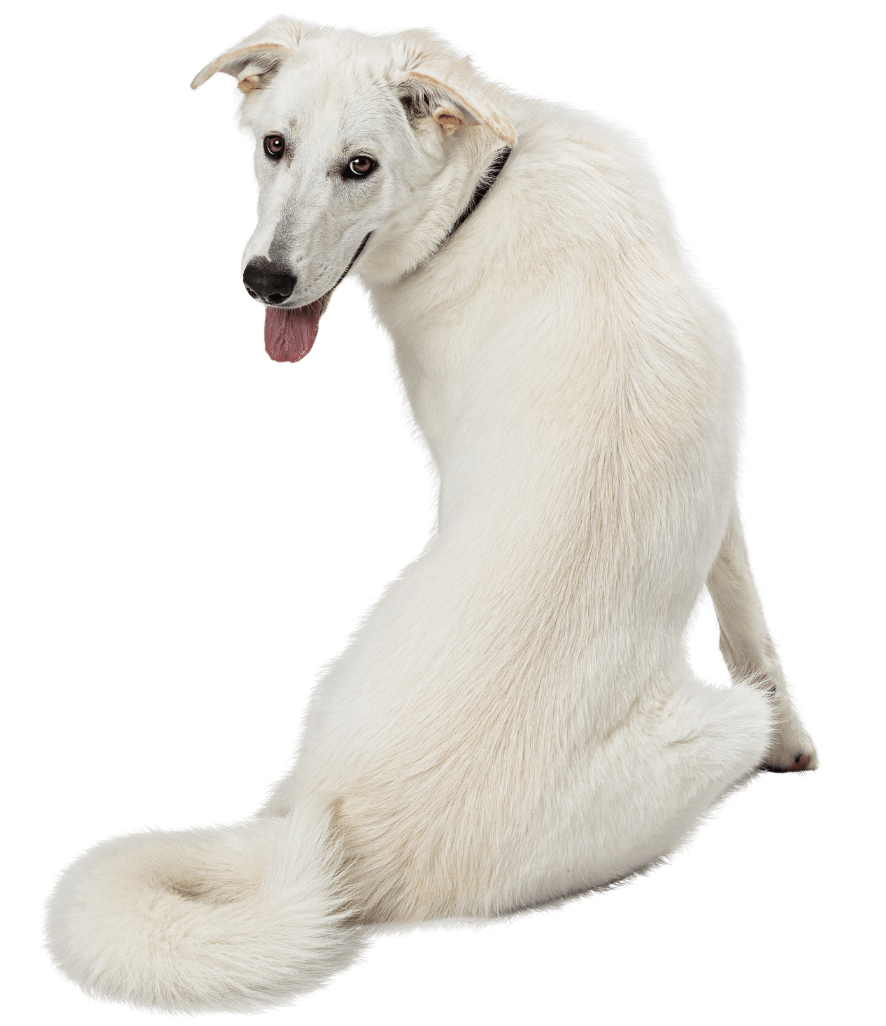 dog body language - How to Calm Your Reactive Dog