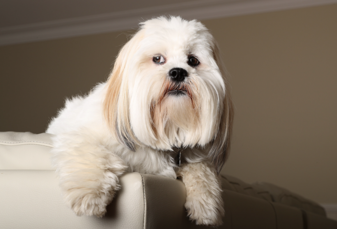 This Dog Breed Is Sacred To Tibetan Monks: Lhasa Apso