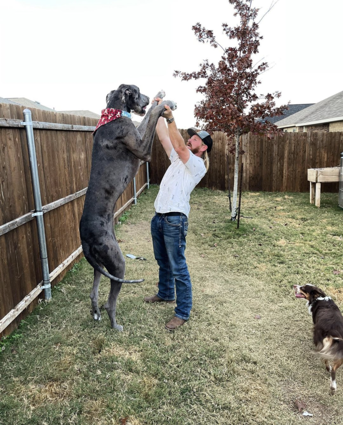 Tallest Dog In The World