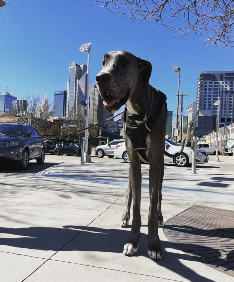 Tallest Dog In The World